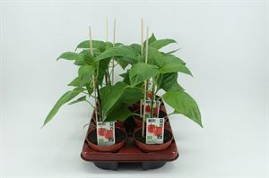 Bild von Paprika Rood